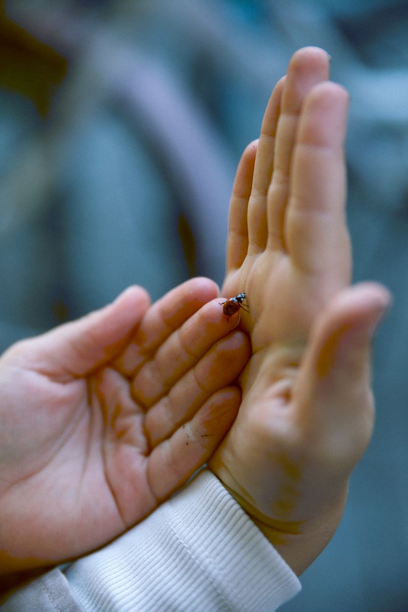 A child's hand and an adult's hand with a ladybird crawling between them